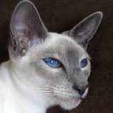 Bluepoint siamese