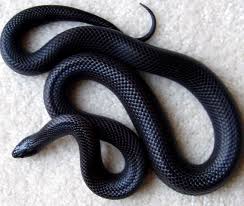 black-snake