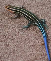 skink