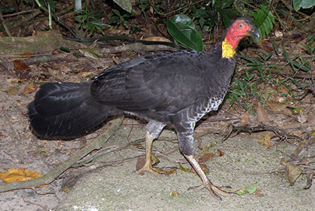 Brush-Turkey-001
